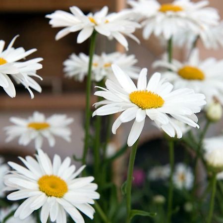 Girasole Villa Limni  Luaran gambar