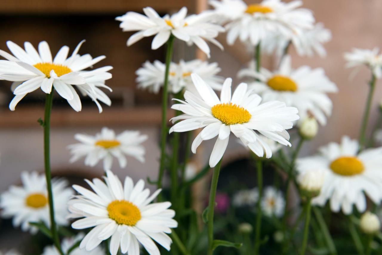 Girasole Villa Limni  Luaran gambar
